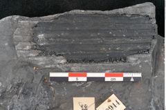 Foto (Detailansicht) von Senftenbergia crenata Lindl. et H. (NHMW-GEO-2024-0188-10944)